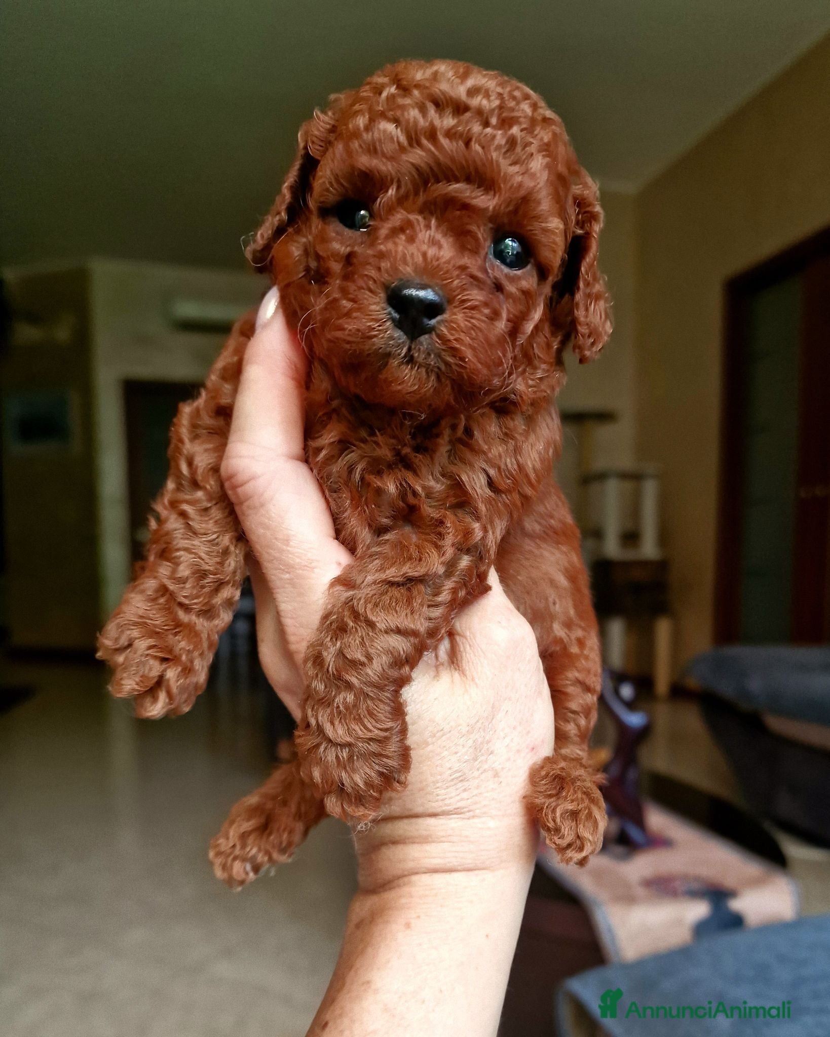 Barboncino Toy cani Barboncino mini toy  / Teacup  red brown  - Annuncio 6