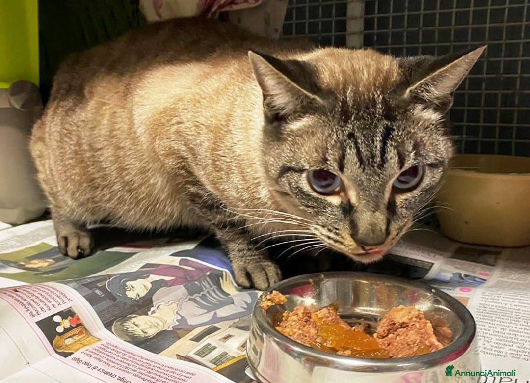 Europeo gatti in regalo: 3 gattini di 2 mesi e mezzo - Annuncio 6