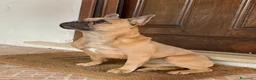 Bulldog Francese cani in vendita: Cuccioli bulldog francese  - Annuncio 2