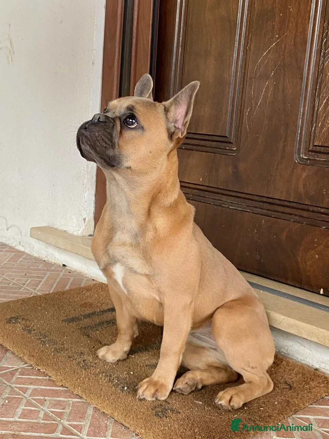 Bulldog Francese cani in vendita: Cuccioli bulldog francese  - Annuncio 2