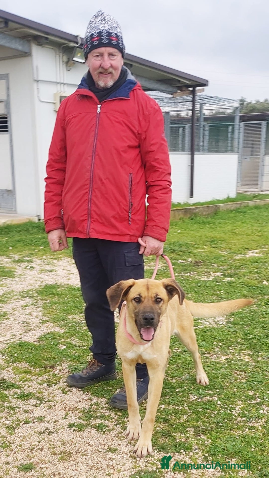 Meticcio cani in regalo: Mara Cerca Famiglia. Info Monica 3890238584 - Annuncio 10