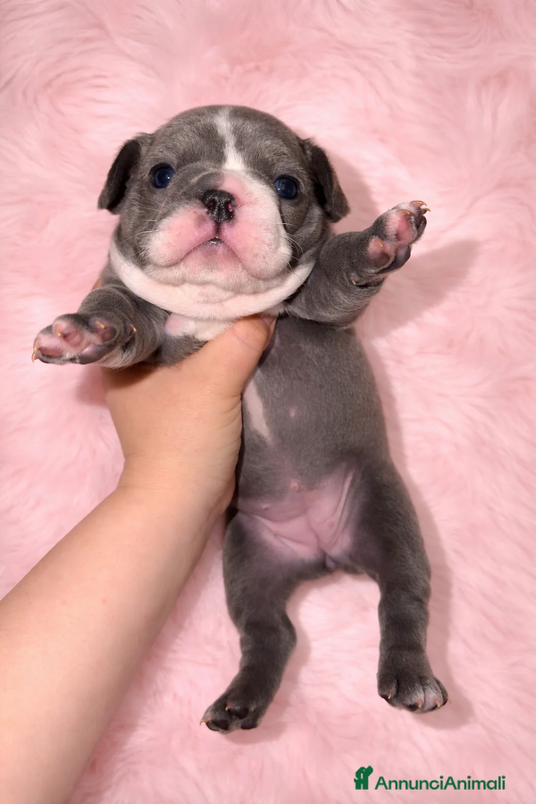 Bulldog Francese cani in vendita: Bulldog francese  a Provincia di Varese - Annuncio 2