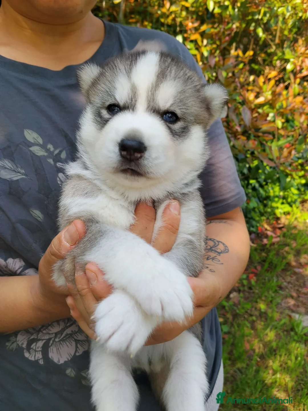 Husky cani in vendita: Siberian Husky  - Annuncio 2