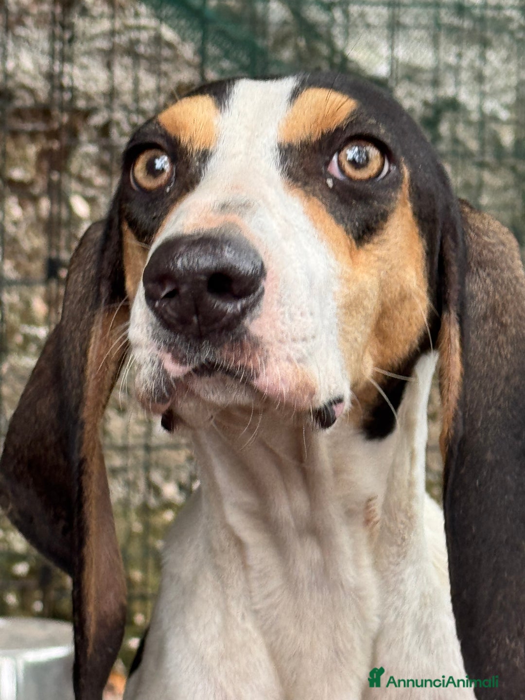 Ariegeois cani in regalo: Papaya - giovane allegra peperina in canile - Annuncio 2