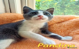 Europeo gatti in regalo: iss Frangetta e Pandino 💕 - Immagine 5