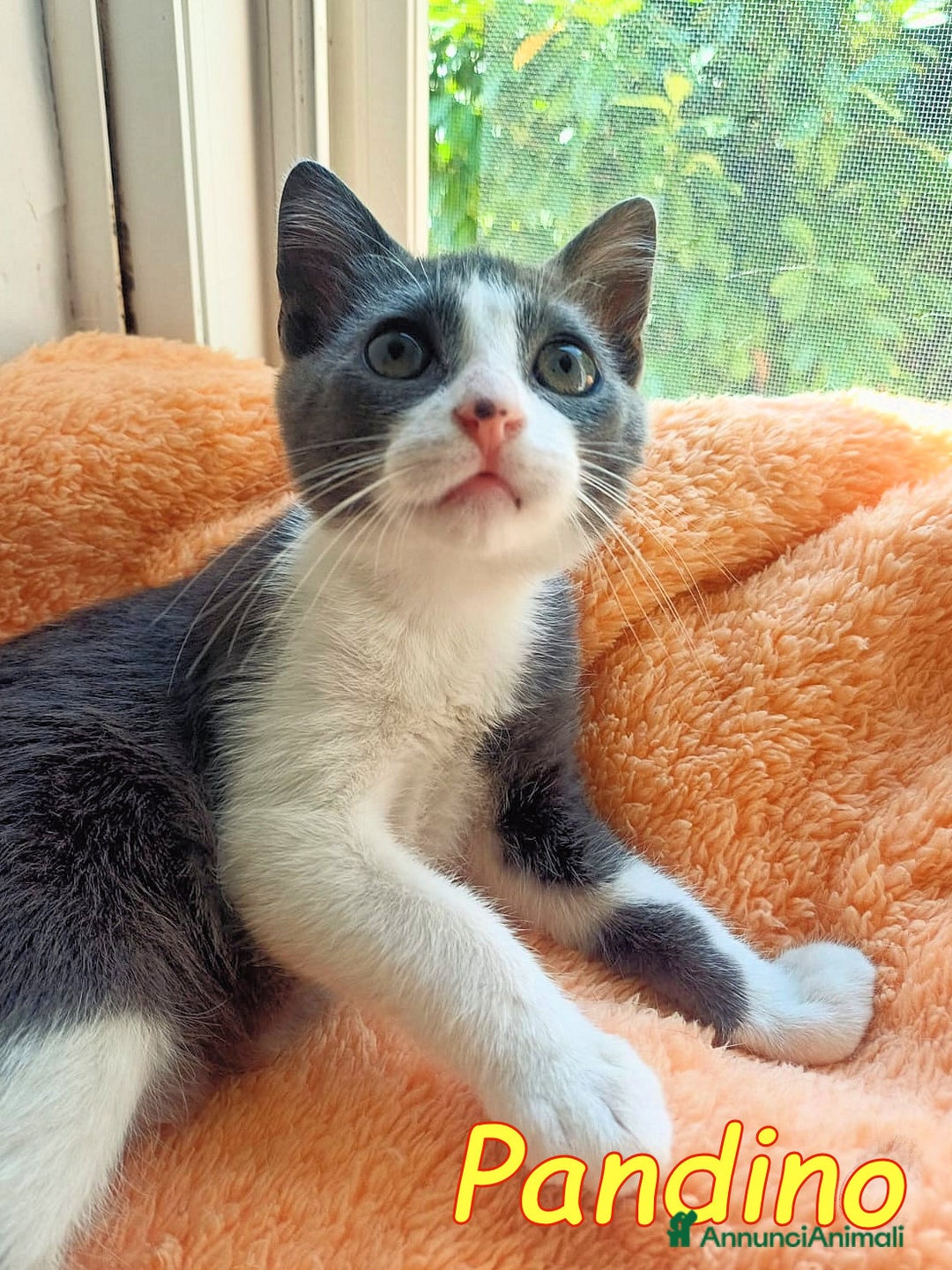 Europeo gatti in regalo: iss Frangetta e Pandino 💕 - Immagine 5