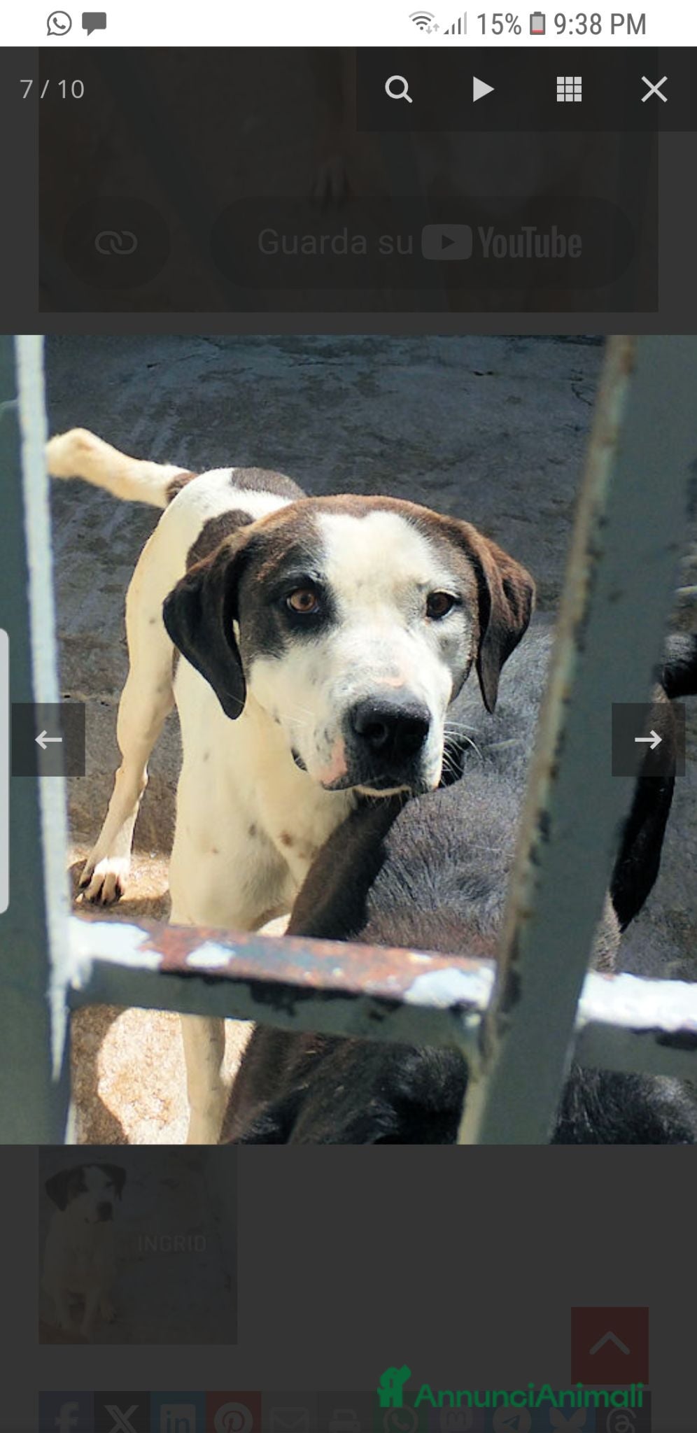 Meticcio cani INGRID la  Bracchetta  - Annuncio 26