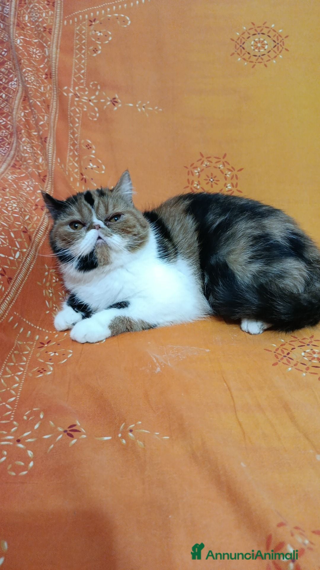 Exotic Shorthair gatti Gatta exotic shorter  - Annuncio 1