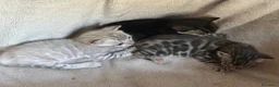 Bengala gatti in vendita: Cuccioli di Bengala - Annuncio 5