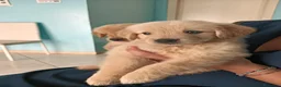 Golden Retriever cani in vendita: Golden retriever americano  - Annuncio 4