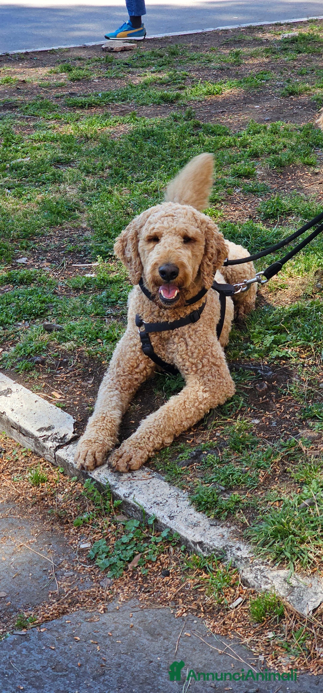 Altre razze cani per accoppiamento: Golden Doodle F1B per accoppiamento  - Annuncio 3