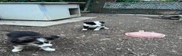 Australian Shepherd cani in vendita: Cucciolo pastore aistraliano - Annuncio 4