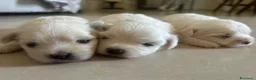 Maltese cani in vendita: Vendo maltesi - Annuncio 12