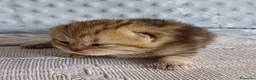 Scottish gatti in vendita: Cuccioli Scottish Fold e Straight a Provincia di Reggio Emilia - Annuncio 18