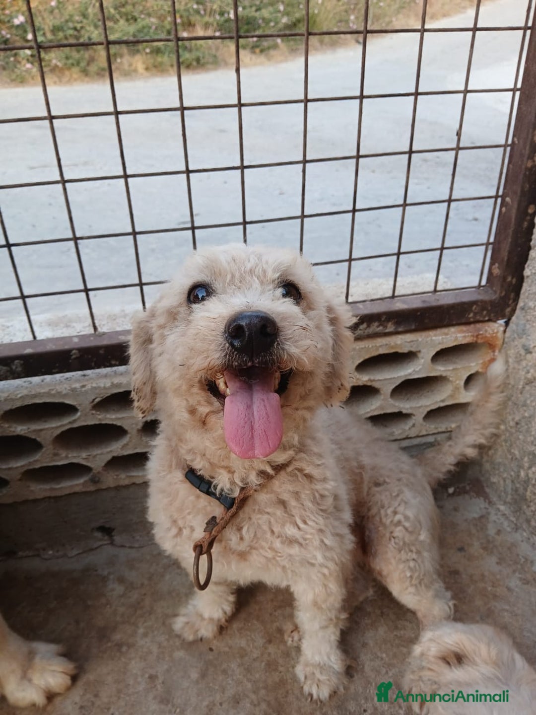 Maltese cani in regalo: Lola, una piccola maltese - Annuncio 1