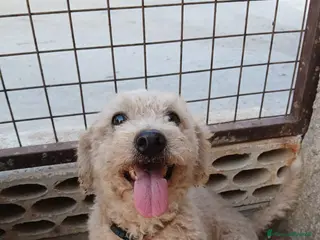 Maltese cani Lola, una piccola maltese - Annuncio 3