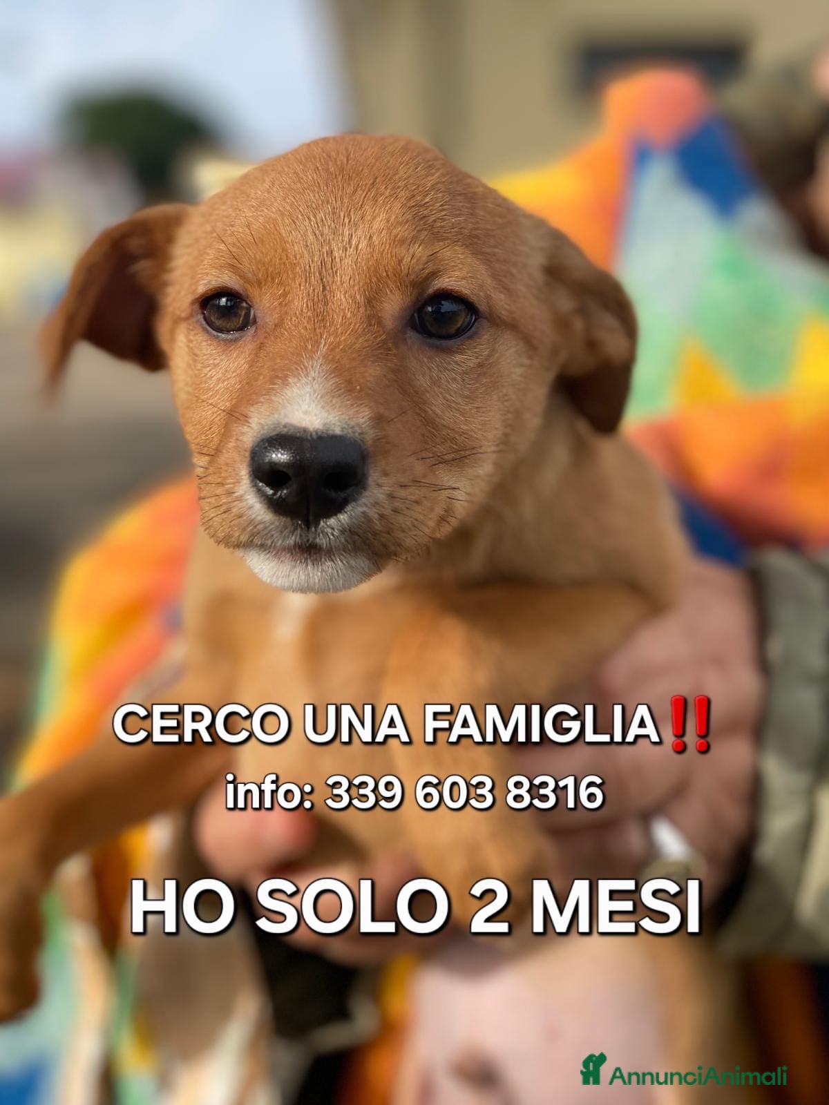 Meticcio cani BACK 💙 - cucciolo futura taglia media cerca 🏡  - Annuncio 4