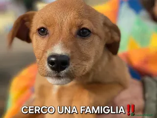 Meticcio cani BACK 💙 - cucciolo futura taglia media cerca 🏡 - Annuncio 4