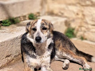 Meticcio cani YAGO bel giovanotto - Annuncio 40