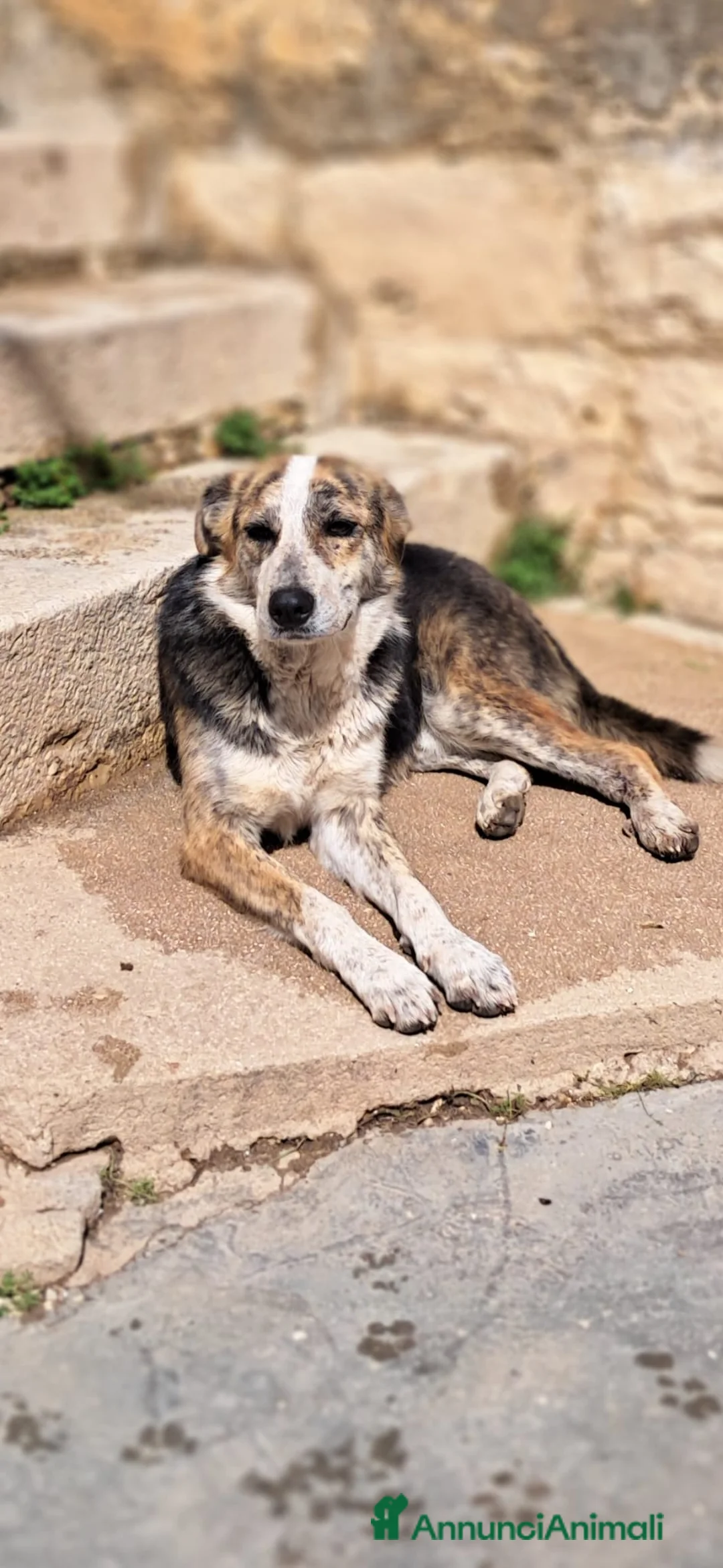 Meticcio cani in regalo: YAGO bel giovanotto - Annuncio 1
