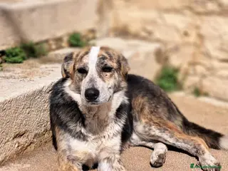 Meticcio cani YAGO bel giovanotto - Annuncio 42