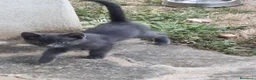 Meticcio gatti in regalo: Meravigliosi gattini  a Città metropolitana di Roma Capitale - Annuncio 2