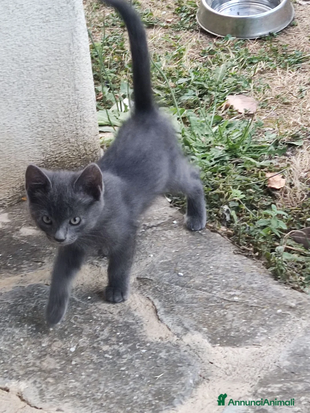 Meticcio gatti in regalo: Meravigliosi gattini  a Città metropolitana di Roma Capitale - Annuncio 2