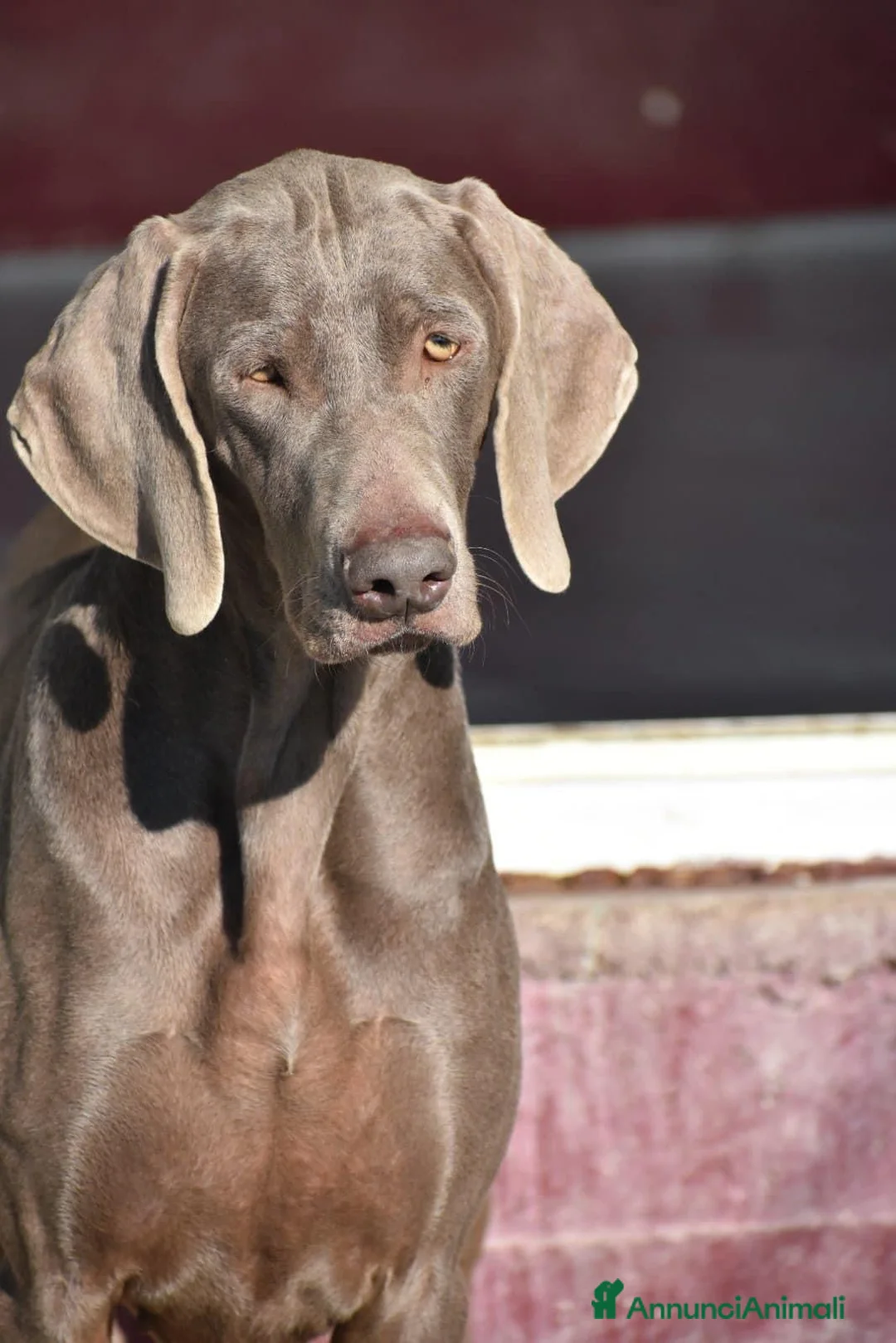 Immagine della galleria {{count}}