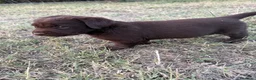 Labrador cani in vendita: Cuccioli Labrador Choco  - Annuncio 10