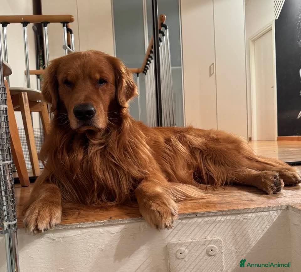 Golden Retriever cani Cucciole Golden Retriever 100% americane - Annuncio 1