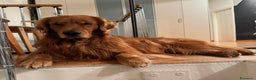 Golden Retriever cani in vendita: Cucciole Golden Retriever 100% americane - Annuncio 1