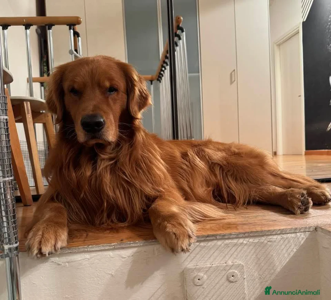 Golden Retriever cani in vendita: Cucciole Golden Retriever 100% americane - Annuncio 1