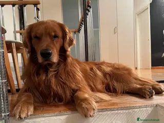 Golden Retriever cani Cucciole Golden Retriever 100% americane - Annuncio 9