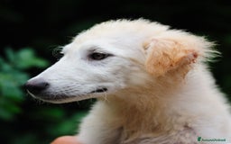 Meticcio cani in regalo: Juri, 4 mesi a Provincia di Bergamo - Immagine 8