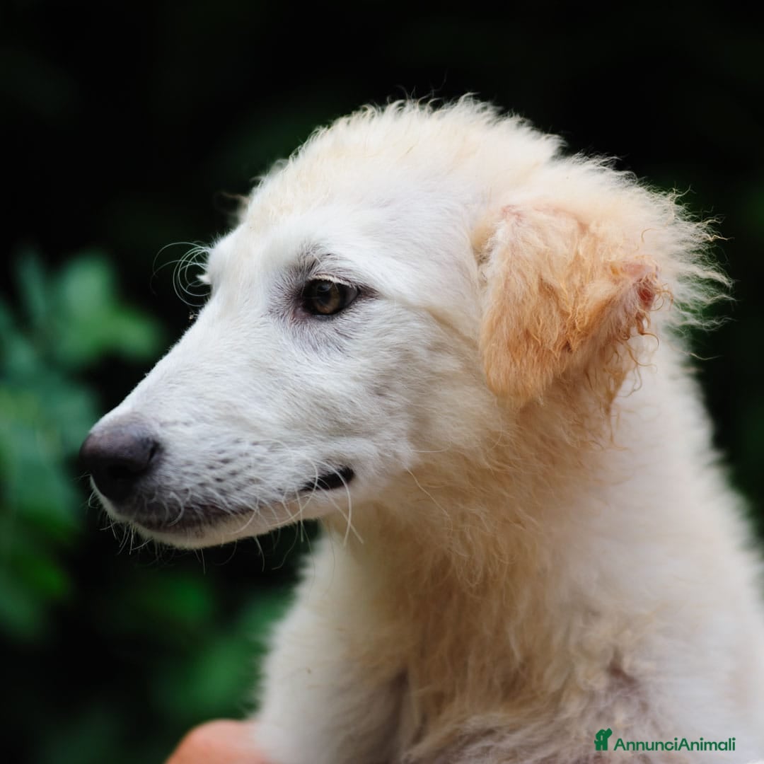 Meticcio cani in regalo: Juri, 4 mesi a Provincia di Bergamo - Immagine 8