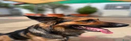 Meticcio cani in regalo: NEO BELLISSIMO PASTORE TEDESCO - Annuncio 9
