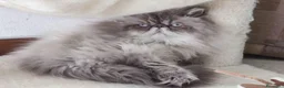Persiano gatti per accoppiamento: Gatto maschio Persiano per accoppiamento  - Annuncio 4