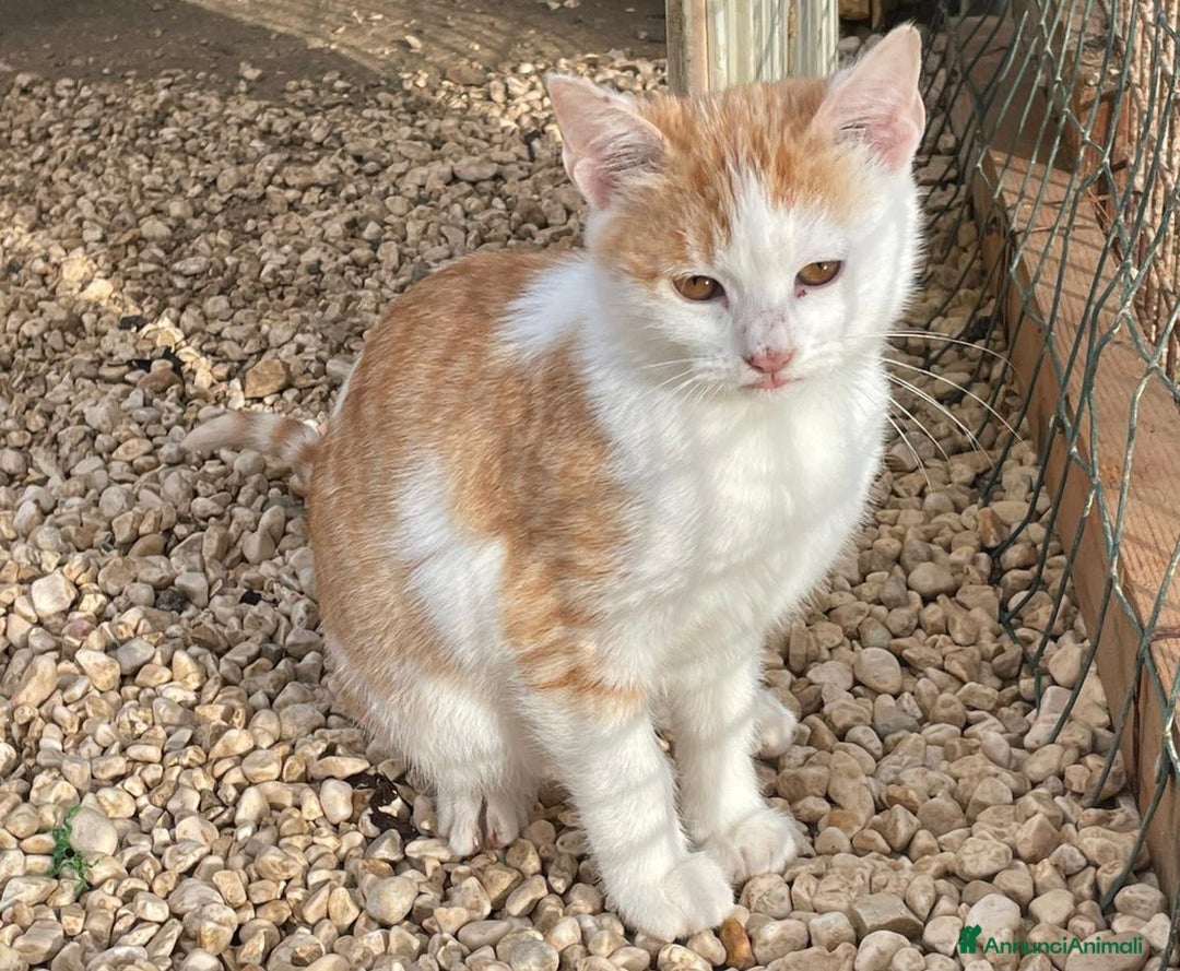 Meticcio gatti in regalo: KANGA e POOH - Annuncio 4