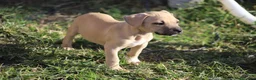 Pitbull cani in vendita: Cuccioli Pit Bull con Pedigree anche a rate - Annuncio 30