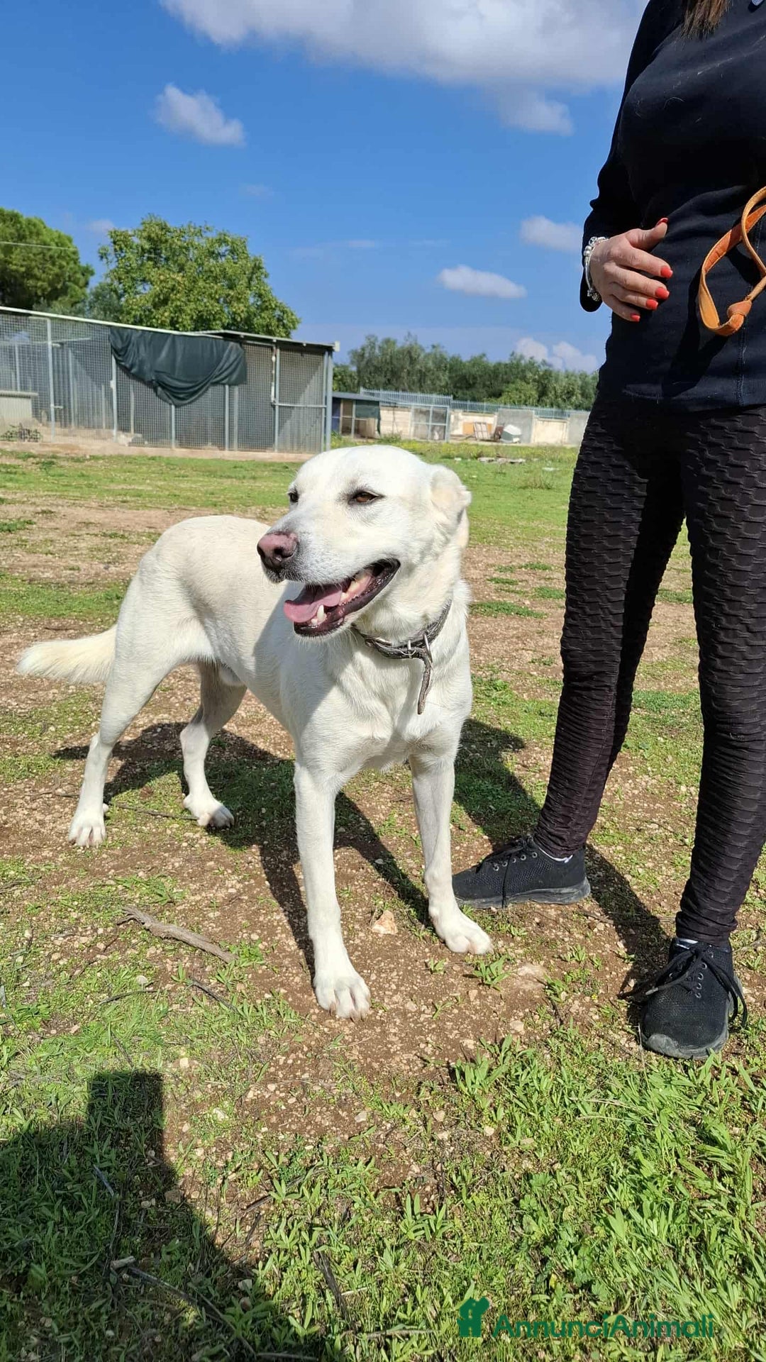 Meticcio cani in regalo: Lorenzo  - Annuncio 3