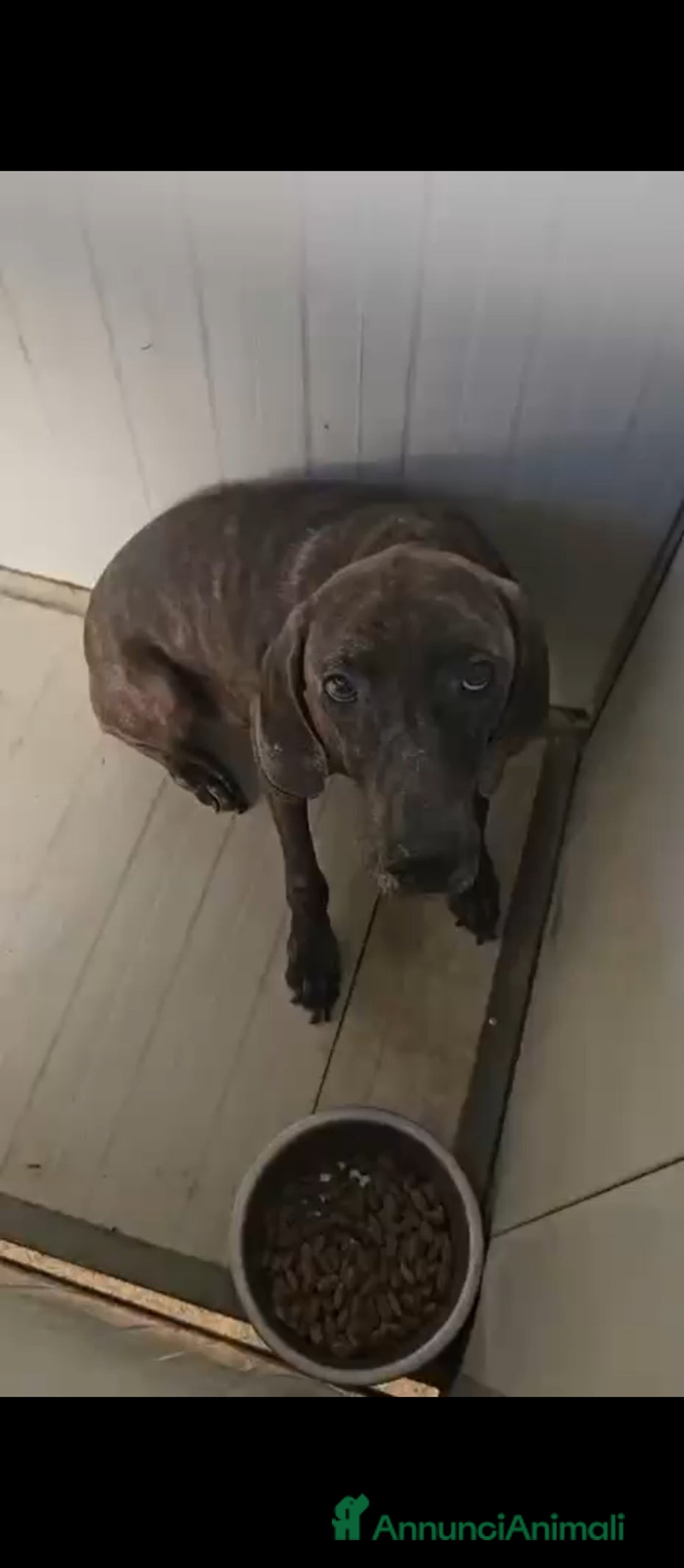 Bracco cani in regalo: Michele: adozione del cuore - Annuncio 4