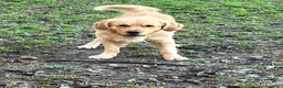 Golden Retriever cani per accoppiamento: Cercasi Golden Femmina per accoppiamento  - Annuncio 4