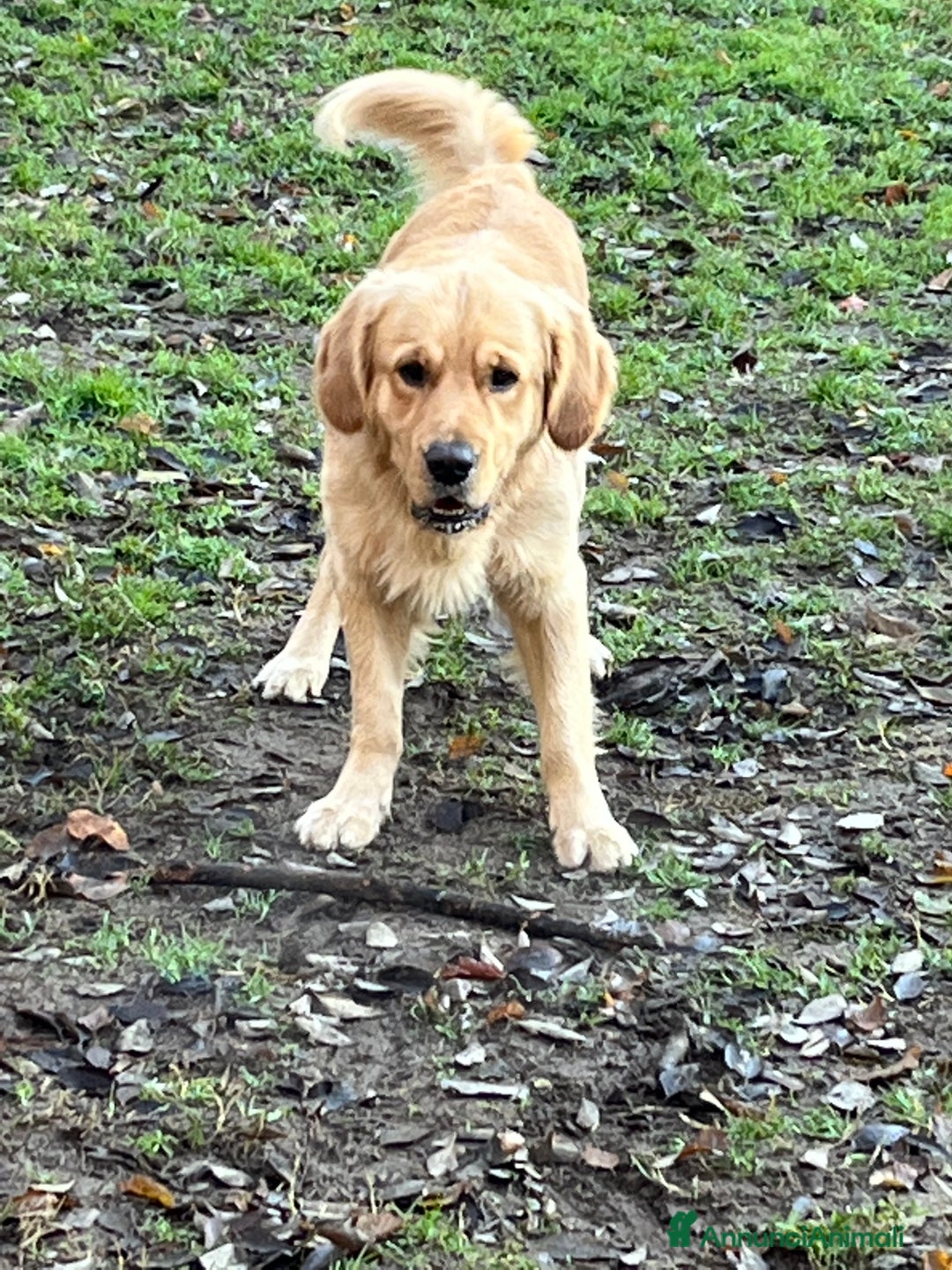 Golden Retriever cani per accoppiamento: Cercasi Golden Femmina per accoppiamento  - Annuncio 4