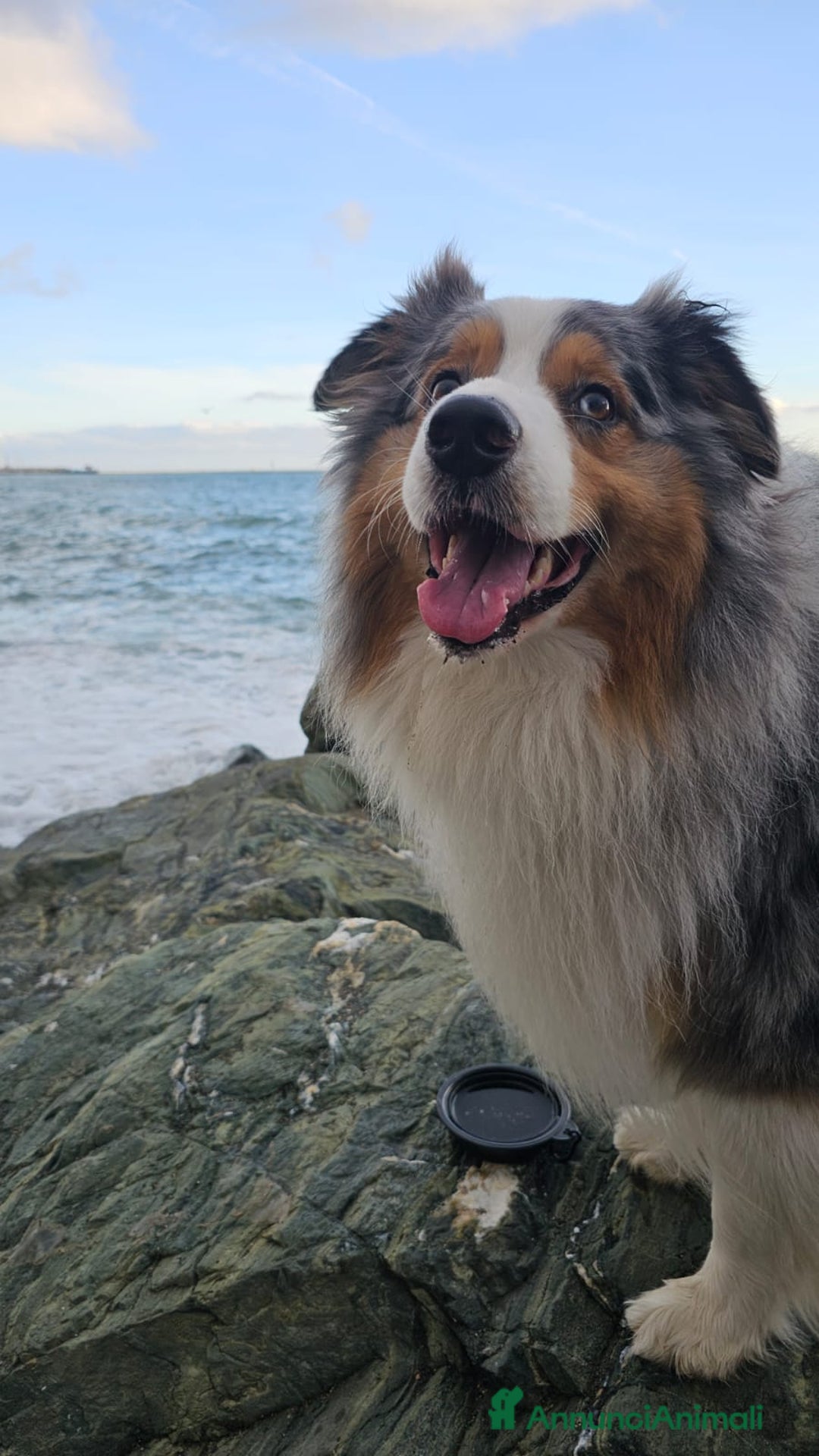 Australian Shepherd cani per accoppiamento: X Monta - Pastore Australiano Blue Merle Pedigree - Immagine 10