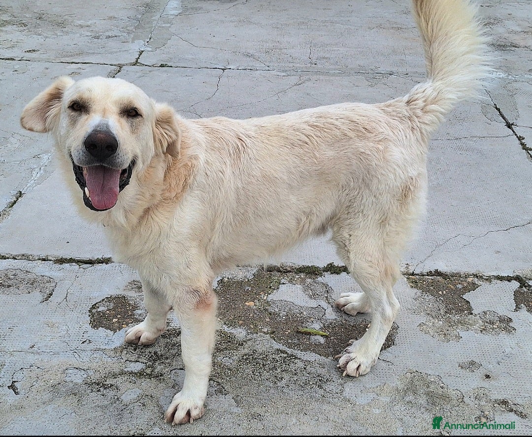 Meticcio cani Noè 1 anno taglia grande  - Annuncio 21