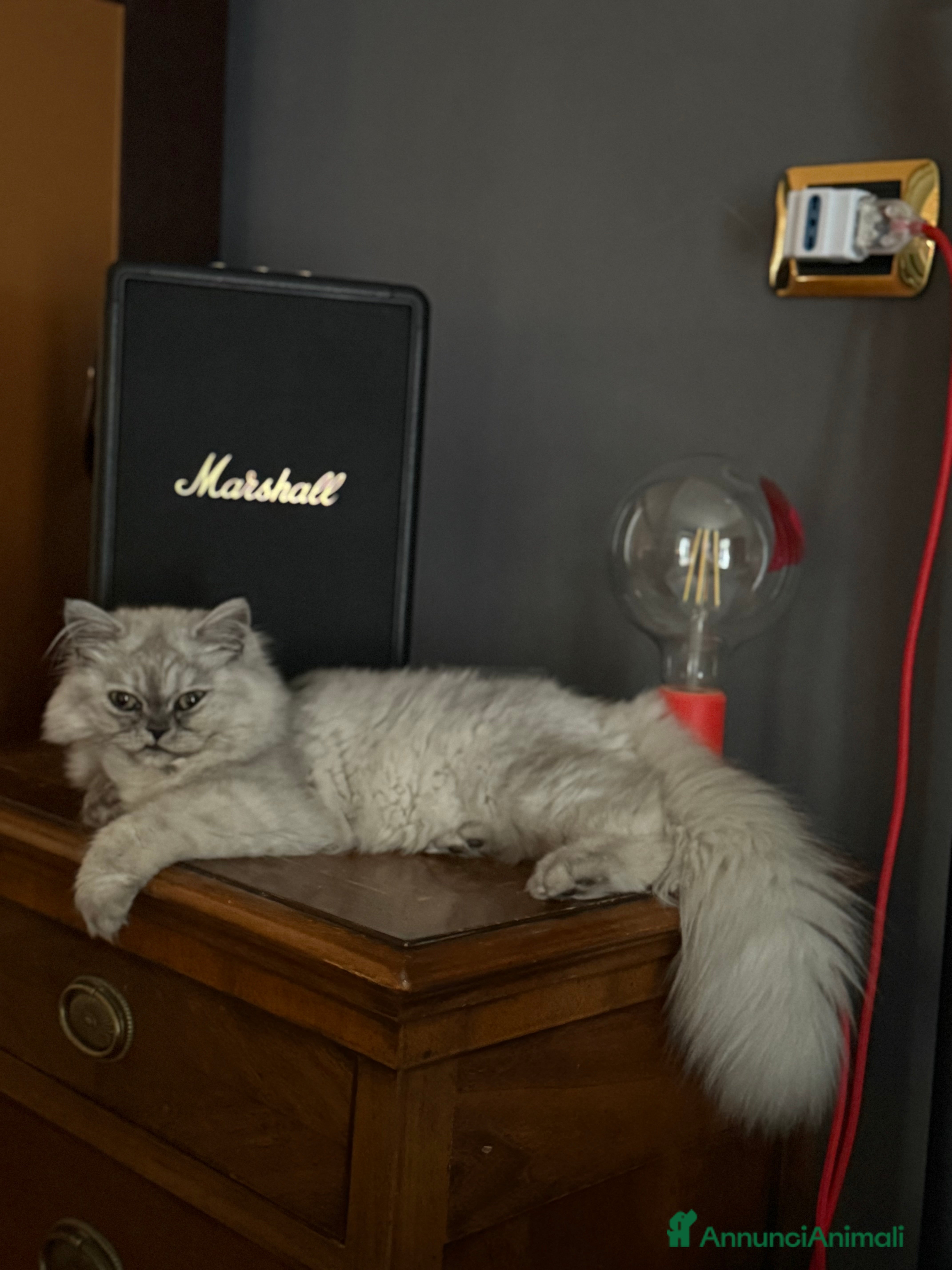 Persiano gatti Perseano cincilla - Annuncio 30