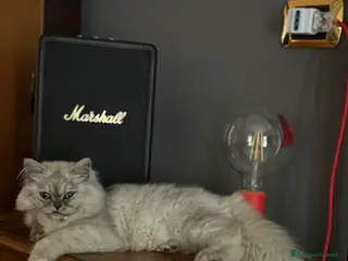 Persiano gatti Perseano cincilla - Annuncio 30