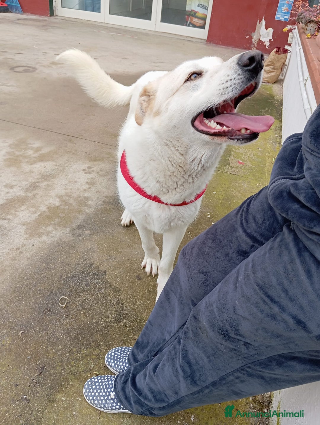 Meticcio cani in regalo: Nuage: cucciolona taglia media socievole  a Città Metropolitana di Genova - Annuncio 17