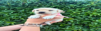 Labrador 11