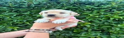 Labrador cani in vendita: Cuccioli Labrador Retriever  a Ente di decentramento regionale di Udine - Annuncio 13